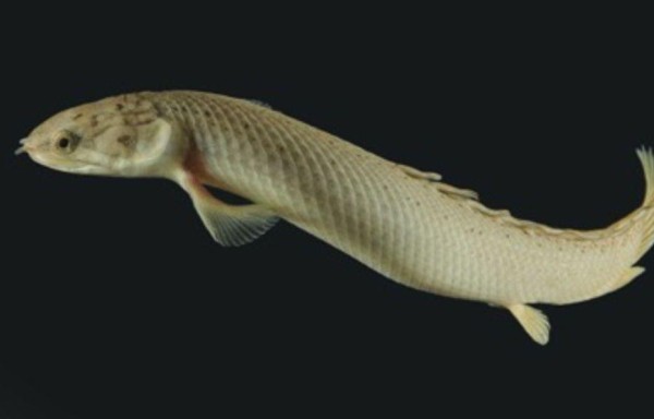 La seta después de varios meses se desarrolla.