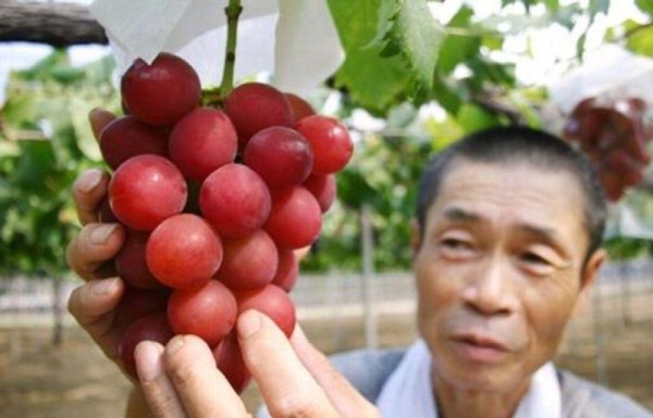 En Japón venden racimo de uvas en cerca de 11 mil dólares