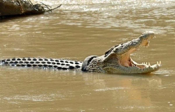 Piden ayuda para quitarle llanta a cocodrilo
