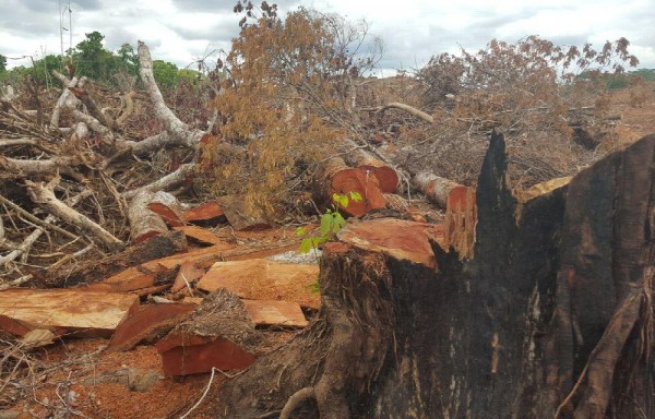 La devastación preocupa a las comunidades que ven cómo desaparecen sus zonas boscosas.