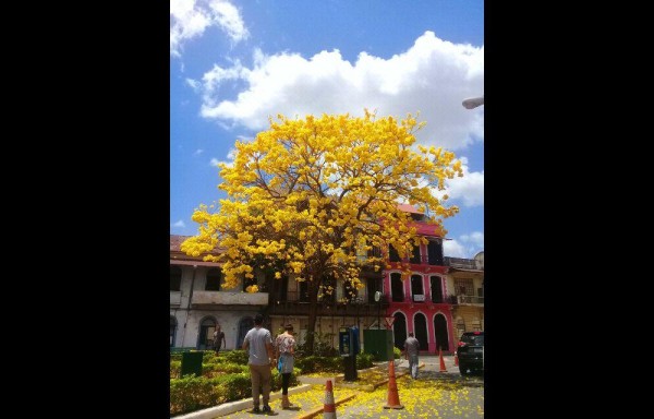 Flores de los guayacanes hermosura de la naturaleza