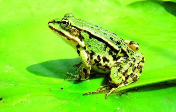 El sapo, ‘botica ambulante' de la biomedicina en Ecuador