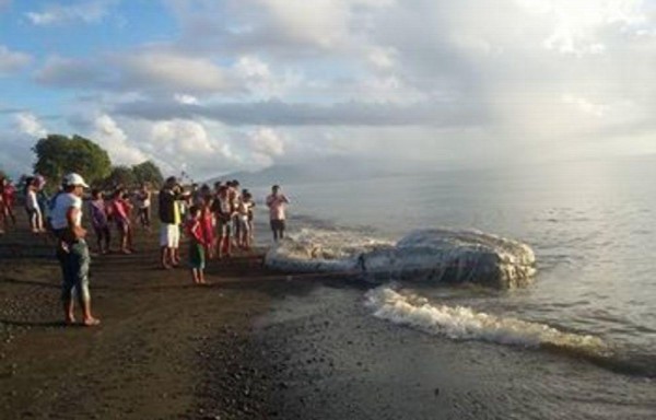 Criatura peluda atemoriza un pueblo
