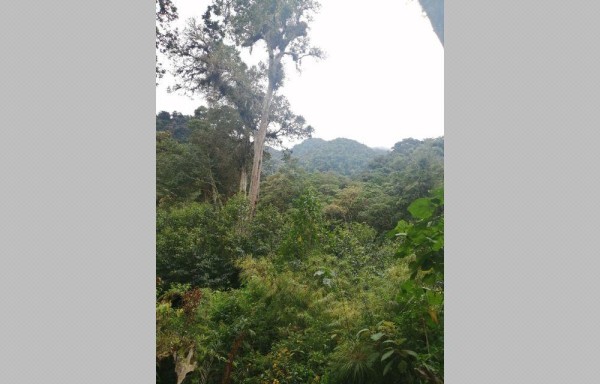 Lo árboles y las montañas deleitan la vista.