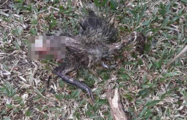 Divisan coyote en las faldas del cerro Ancón, perseguía ñeques