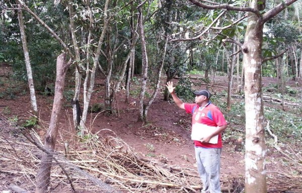 Han deforestado el bosque para construir sus viviendas.
