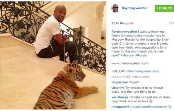 Floyd Mayweather, junto al pequeño tigre.