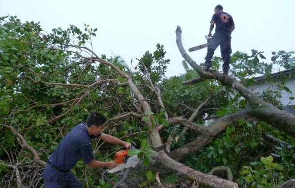 Fuertes brisas obligan a labores de poda y despeje en Boquete
