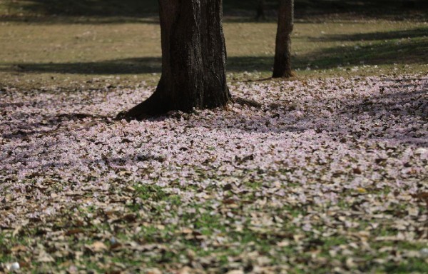 Florecen los guayacanes: color y belleza para la temporada seca