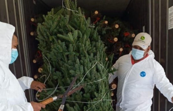 No quieren los 'arbolitos' canadienses