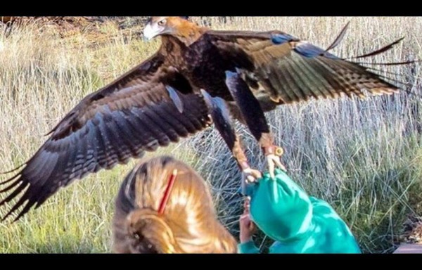 Águila audaz quiso de presa a niño de 6 años