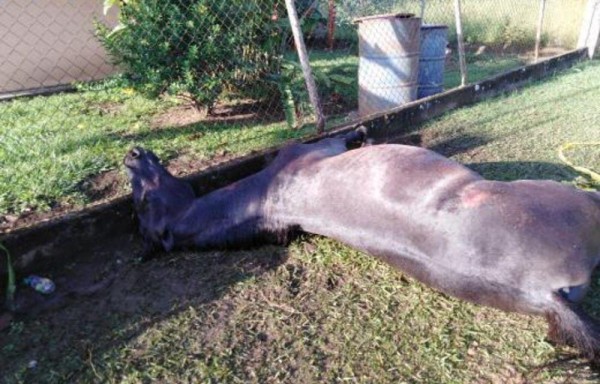 Canalla dejó a su caballo muerto en el patio ajeno, tras cabalgata