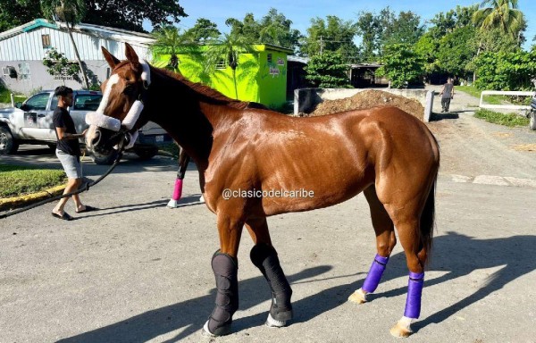 ‘Ámbar Brava' competirá en la Copa Confraternidad de Hembras.