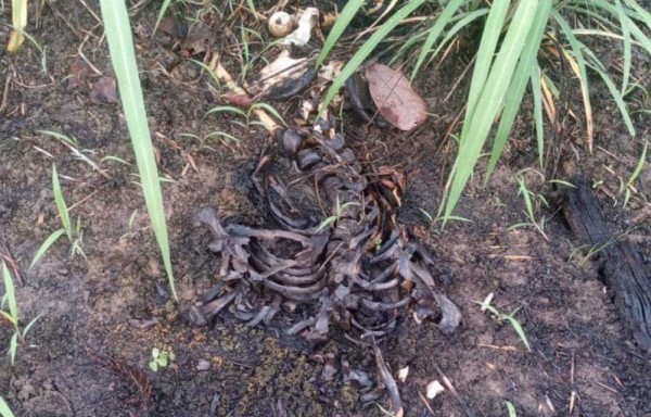 Limpiaba el monte y encuentra una osamenta