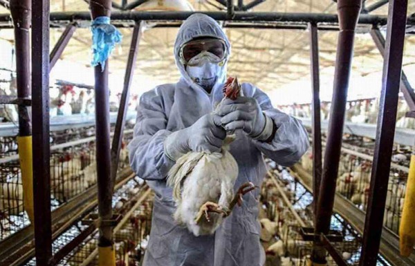 Granja en la que se han detectado los casos sospechosos está en cuarentena.