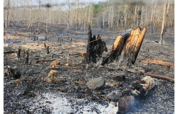 Los incendios forestales y de herbazales son cada vez más frecuentes.