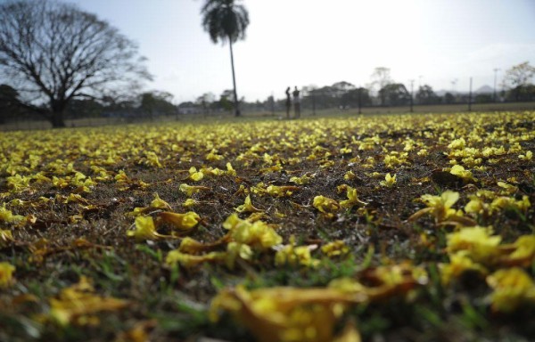 Florecen los guayacanes: color y belleza para la temporada seca