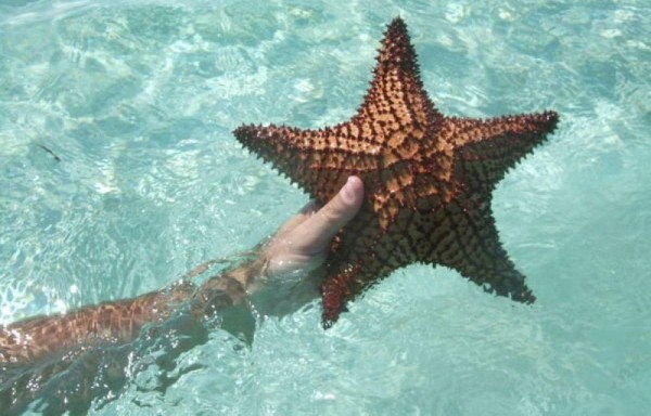 Descubren el virus asesino de estrellas.