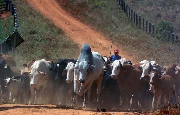 Campaña comenzó ayer lunes, está a cargo del Ministerio de Agricultura y Ganadería