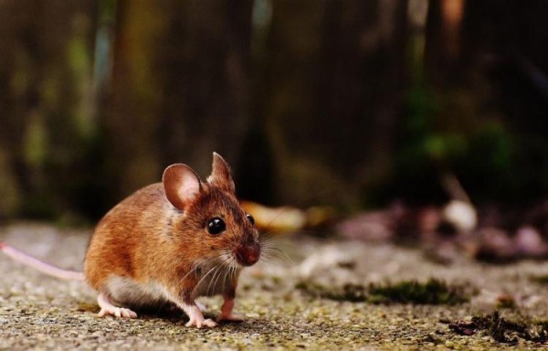Alarmante, van ocho casos de hantavirus