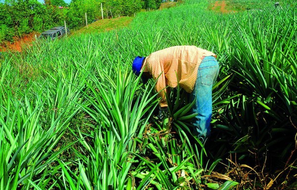 Este tipo de cultivo es una de las principales actividades agrícolas no tradicionales de Panamá.