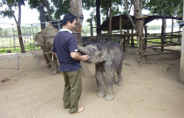 Gold es uno de los escasos bebés elefante en Vietnam.