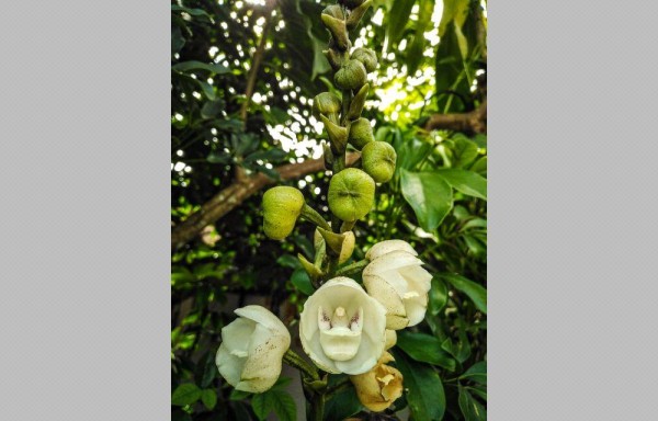 La flor del Espíritu Santo engalana nuestros jardines
