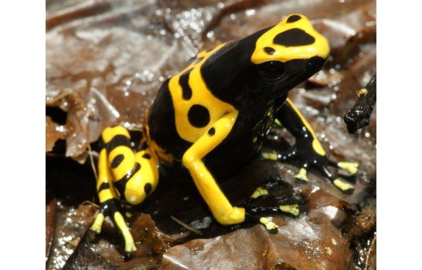 La piel de la dardo está impregnada de un alcaloide venenoso.