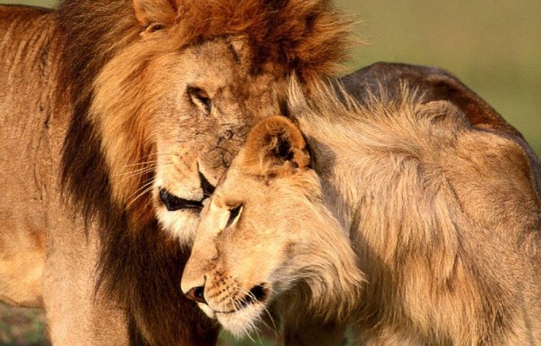 Seis leones se comen a una niña en Kenia