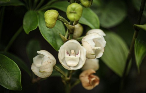 La flor del Espíritu Santo engalana nuestros jardines