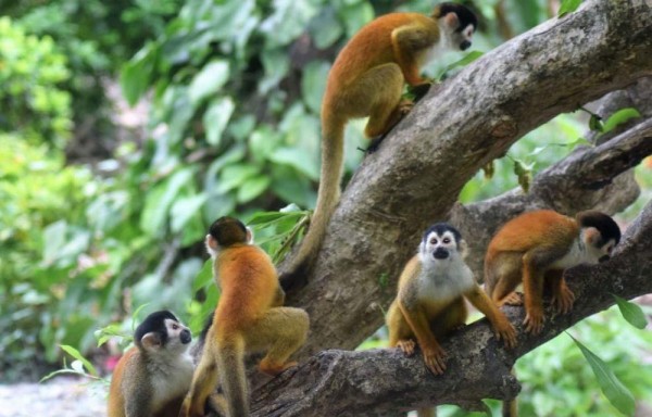 La población de primates identificadas en las áreas investigadas ha determinado la existencia aproximada de cinco mil.