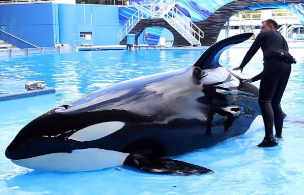 Se ha demostrado que las orcas no alcanzan su expectativa de vida natural en cautiverio.