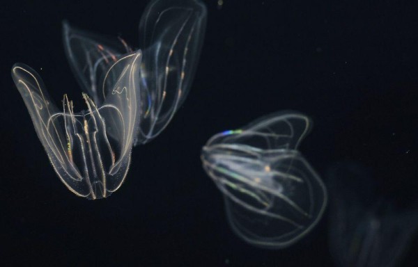 Tienen una corona de párpados con la que se mueven por el agua y se ilumina en la oscuridad. Esto se llama bioluminosidad.