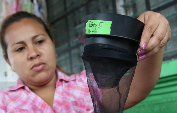 ICGES ha colocado trampas para ver la efectividad del estudio .