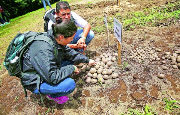 La papa se produce en Chiriquí.