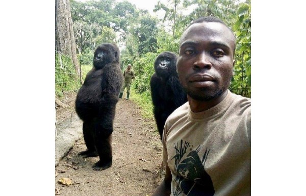 La curiosa selfie de dos gorilas y sus guardabosques