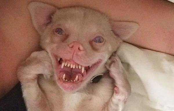 El perro murciélago