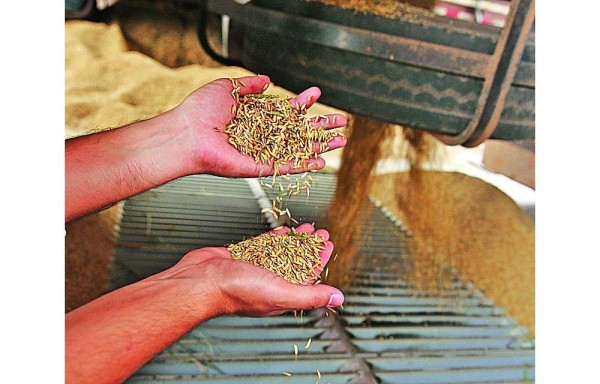 La técnica inicio el año pasado con el sector del arroz. Se esperan nuevos productos.