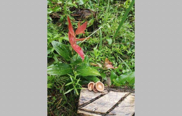 Los colores de las flores atraen miradas.