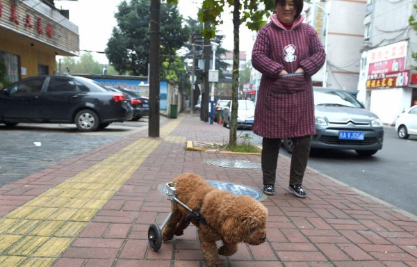 Aprende a caminar en cuatro patas