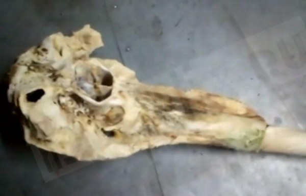 Hallan en Rusia el cráneo de un unicornio