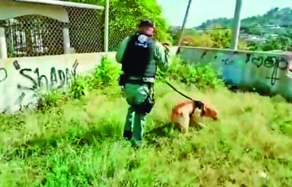 Un perro fue el que encontró la cabeza de la víctima en una bolsa