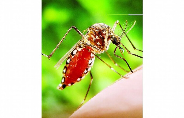 Zika, amenaza latente en el país