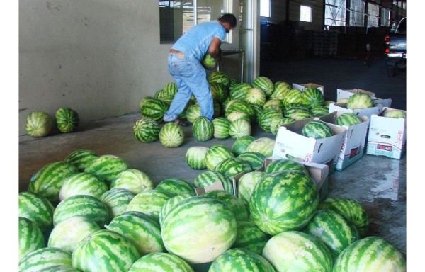 Se han cultivado alrededor de 72 hectáreas de la fruta sin semilla, será el primer envío que se realice.