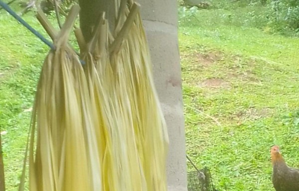 El cogollo es secado por 3 días.