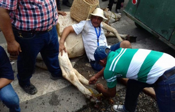 La tradicional puesta de la cutarra a la vaca.