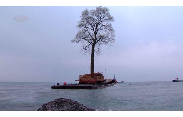 Millonario trasladó árbol de 135 años por el Mar Muerto