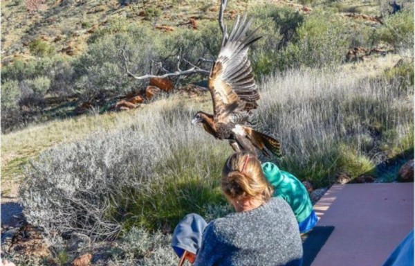 Águila audaz quiso de presa a niño de 6 años