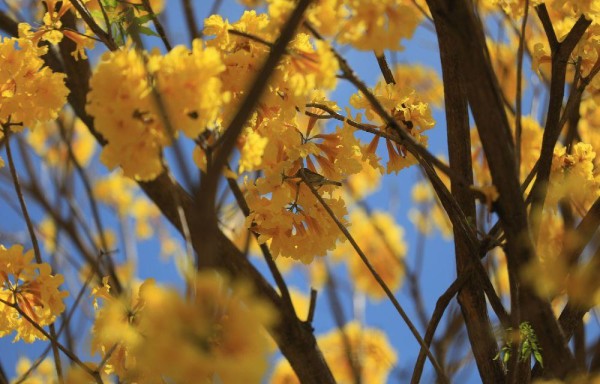 Florecen los guayacanes: color y belleza para la temporada seca