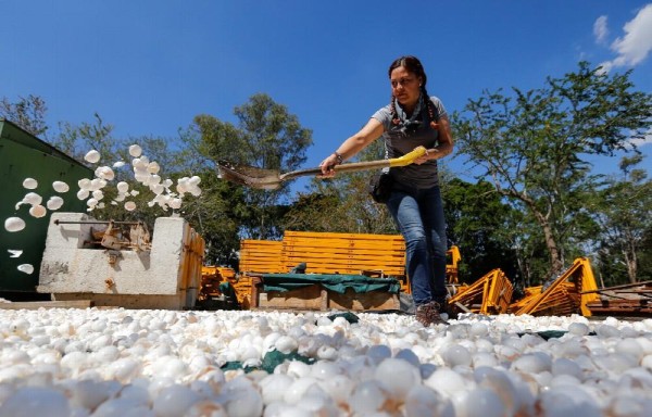Limpian ríos contaminados con cascarones de huevo